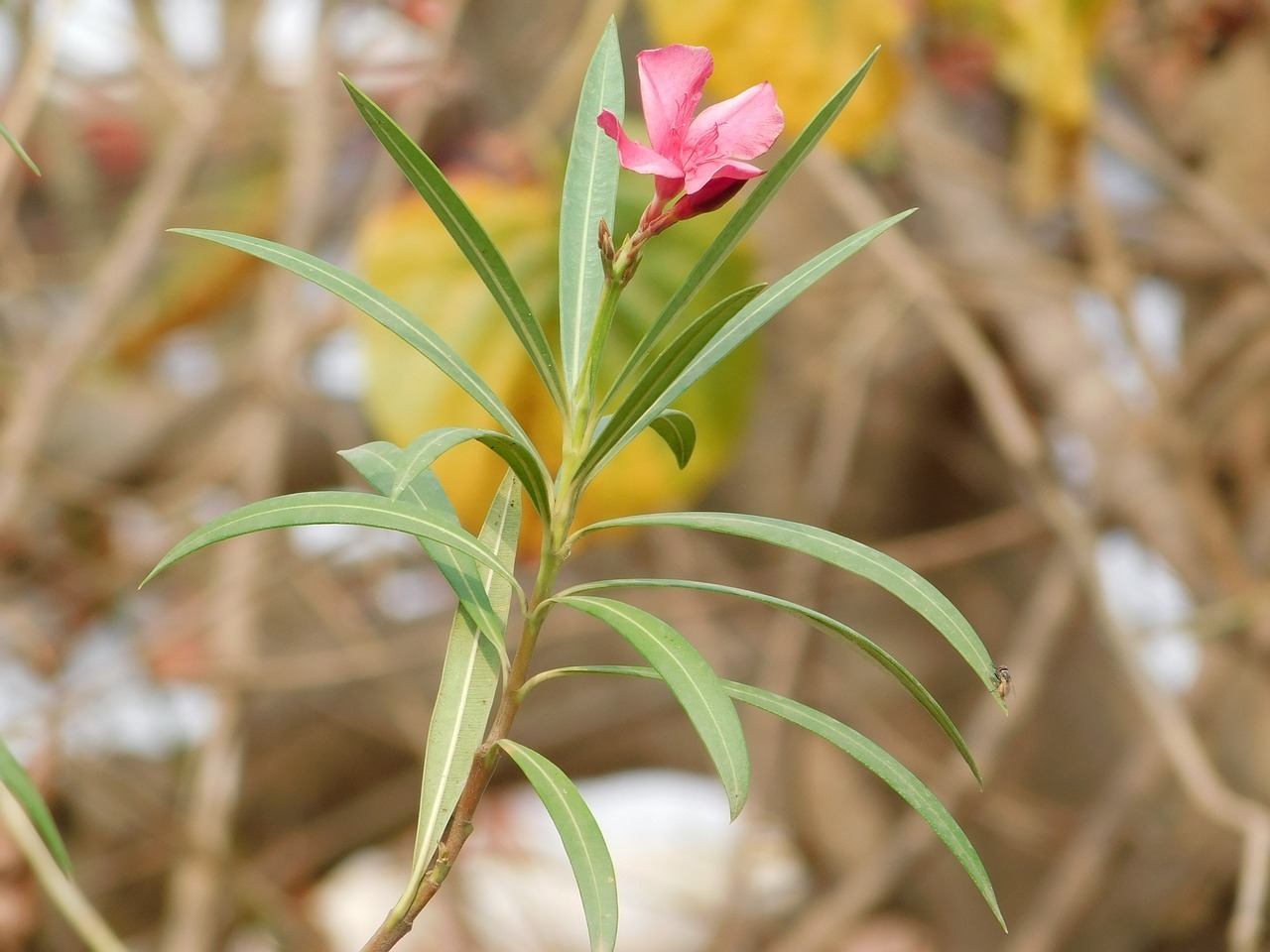 nature  flora  leaf free photo