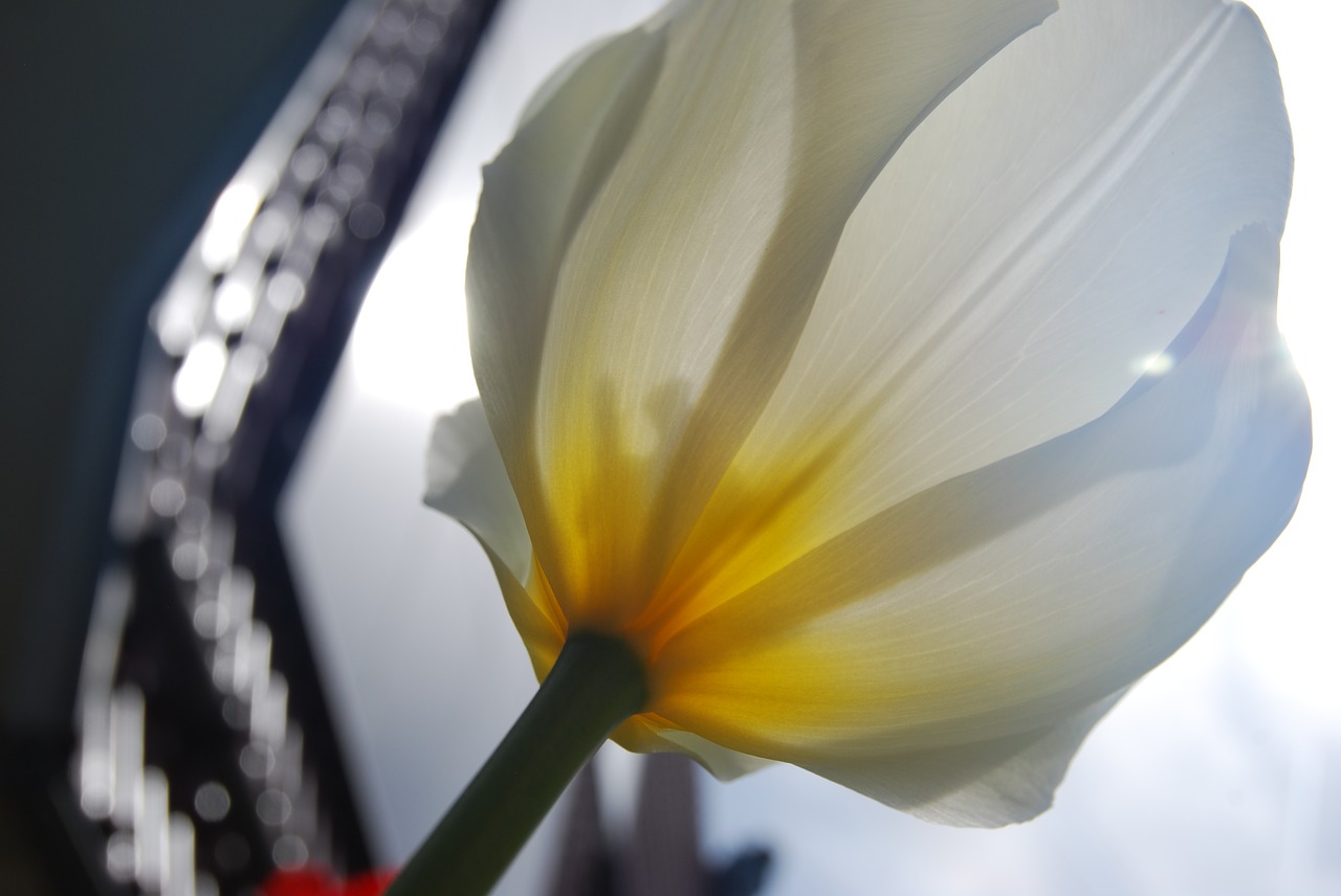 nature  flower  tulip free photo