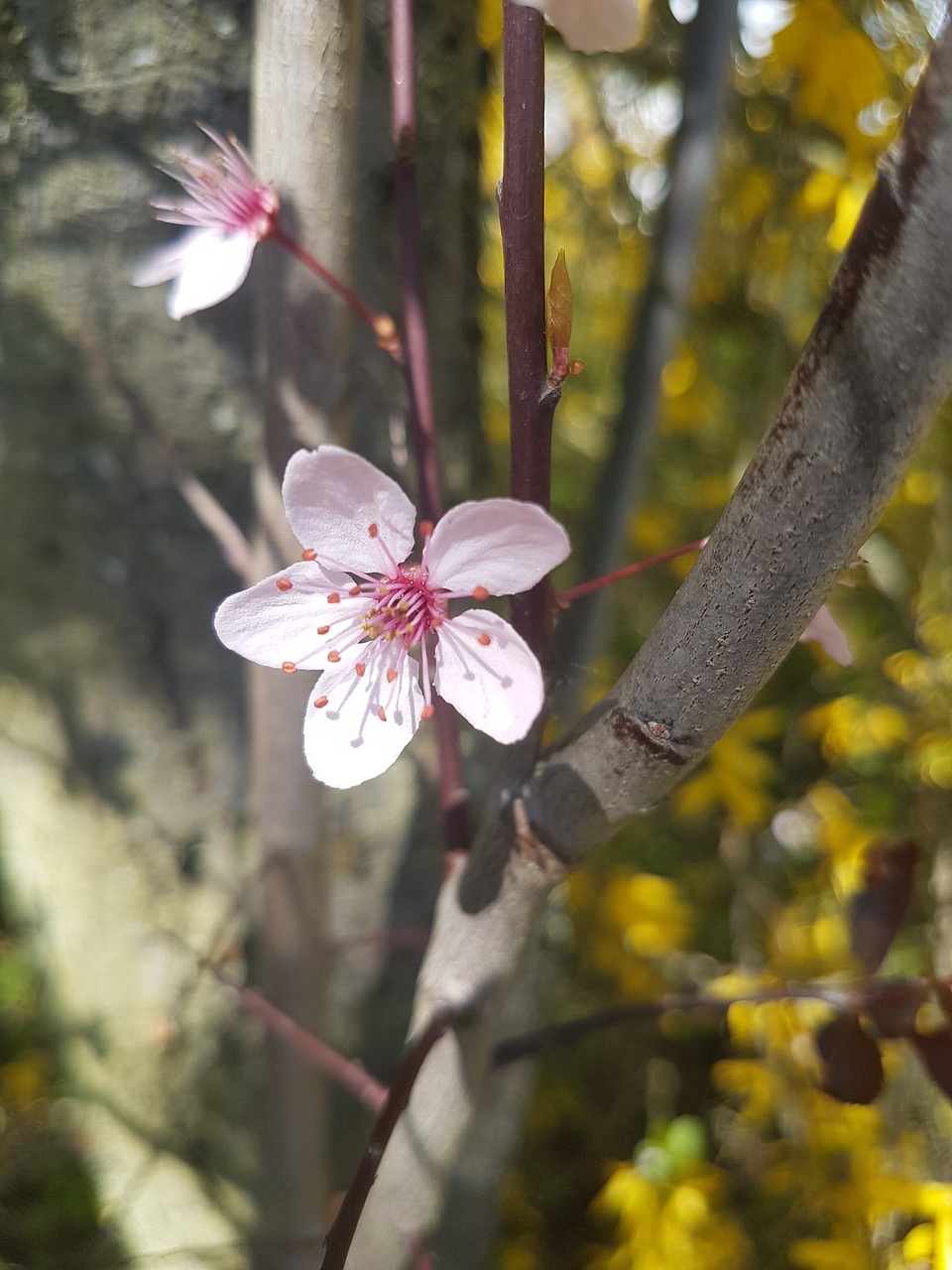 nature  flower  plant free photo