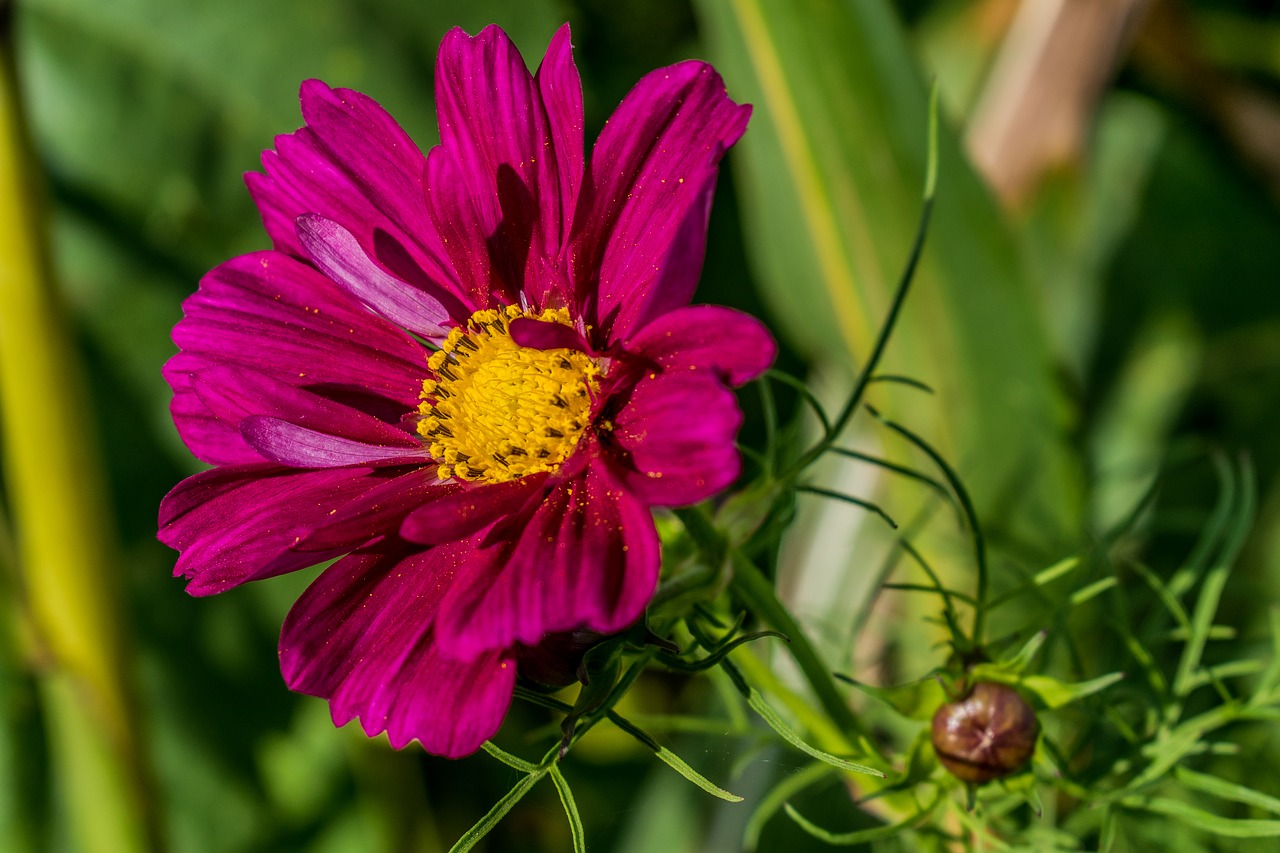 nature  plant  flower free photo