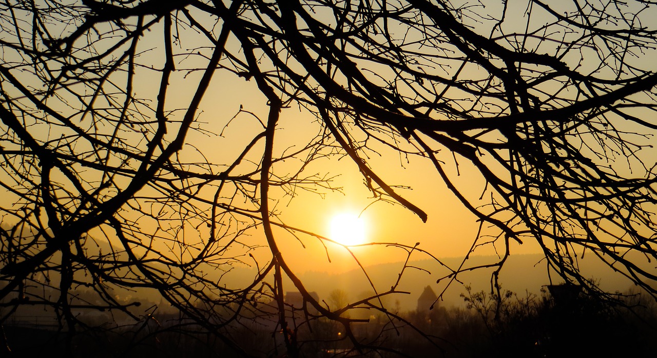 nature  tree  sunset free photo