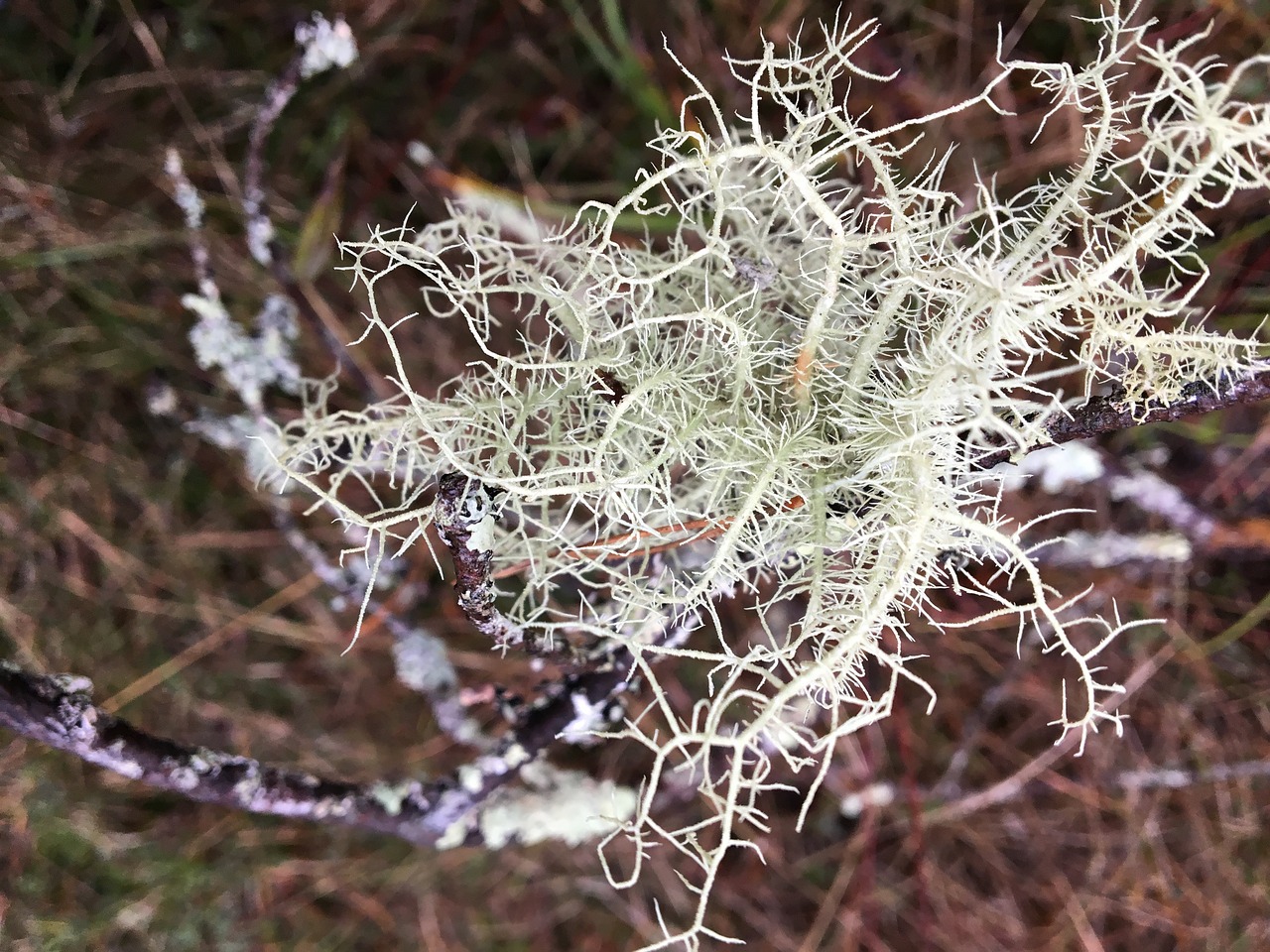 nature  close up  plant free photo