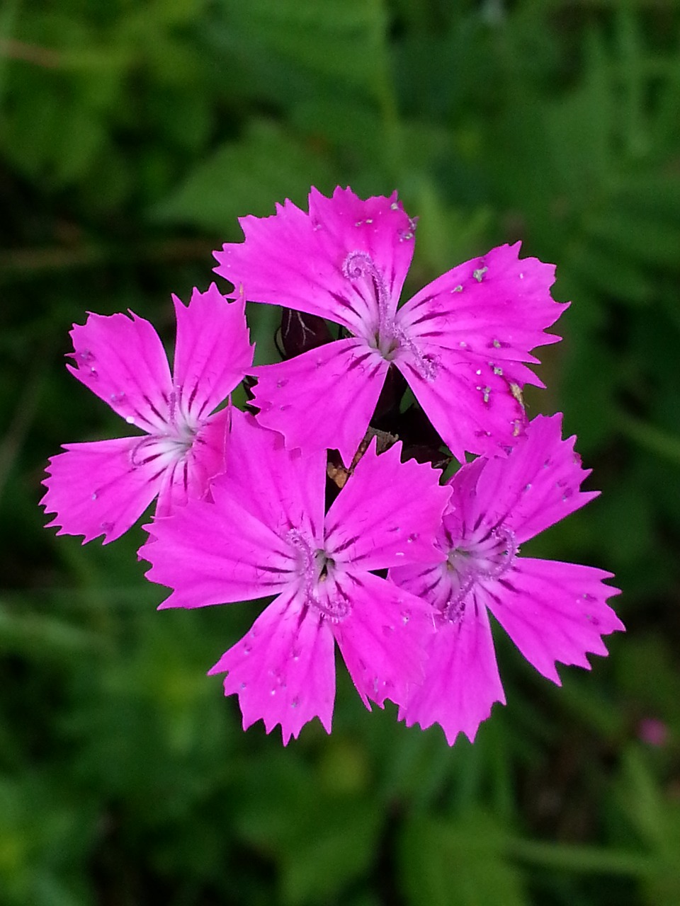 nature  flower  plant free photo