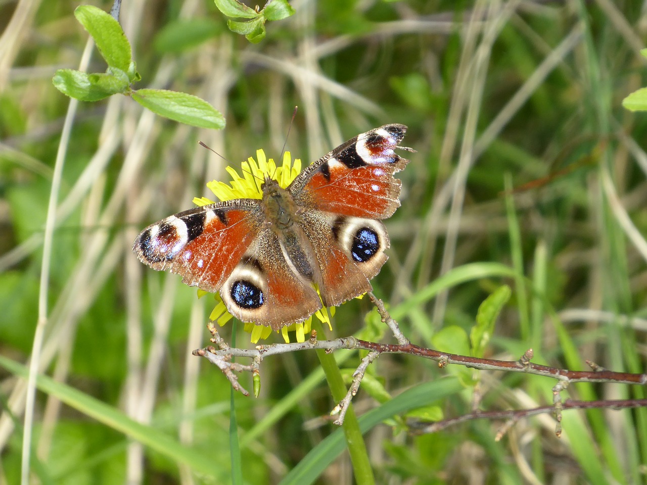 nature  insect  animals free photo