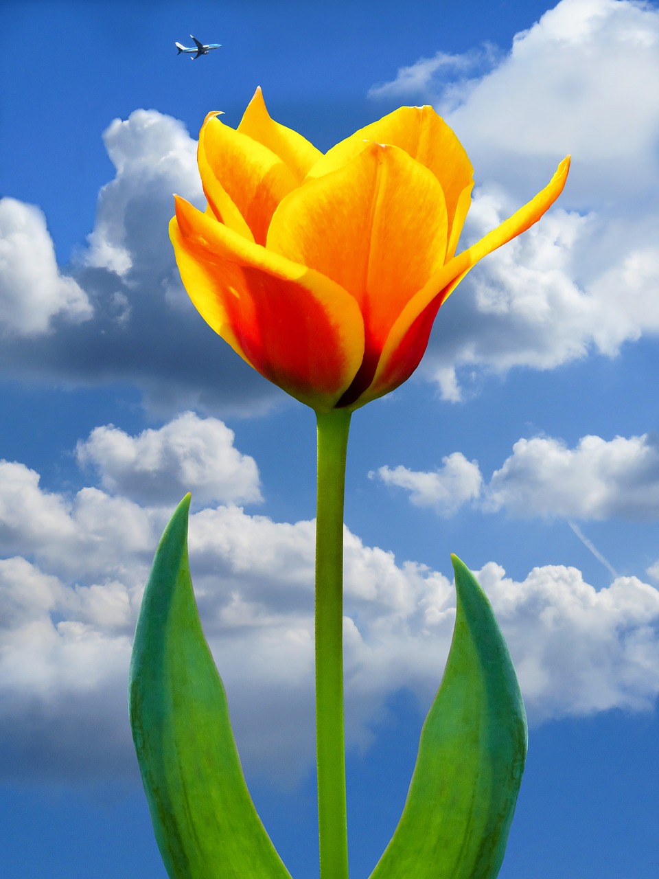 nature  tulip  flower free photo