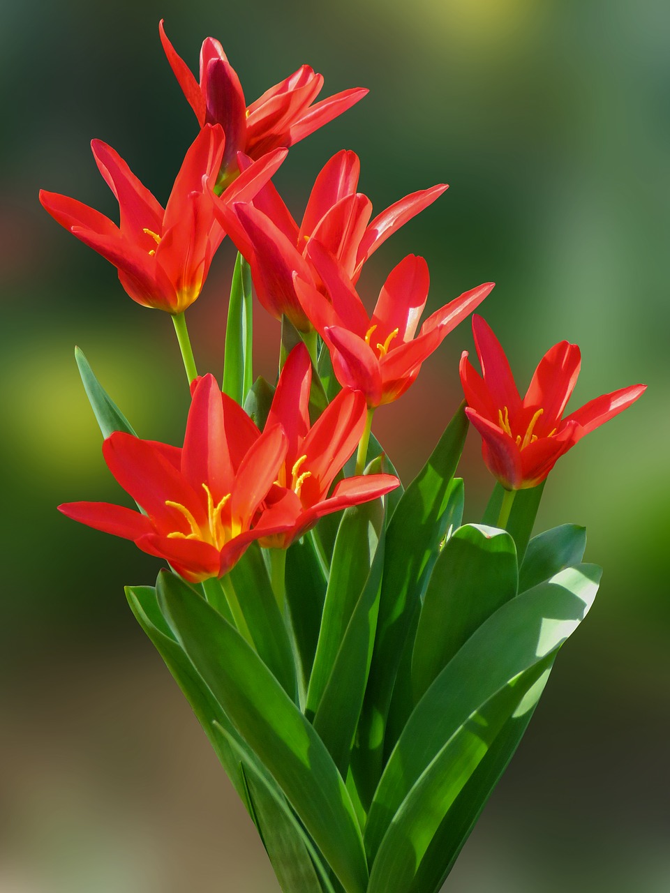 nature  tulip  flower free photo