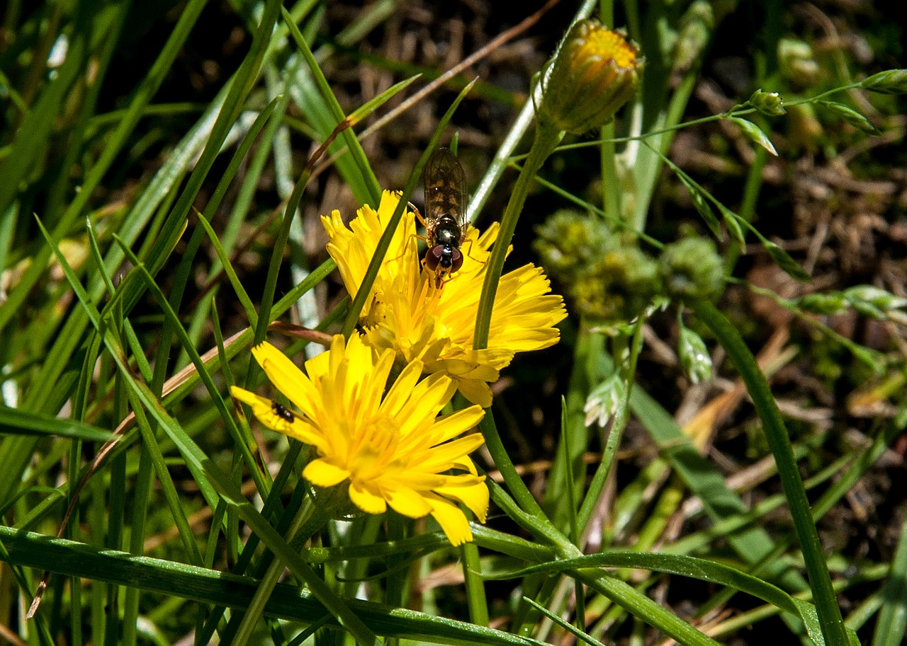 nature  plant  flower free photo