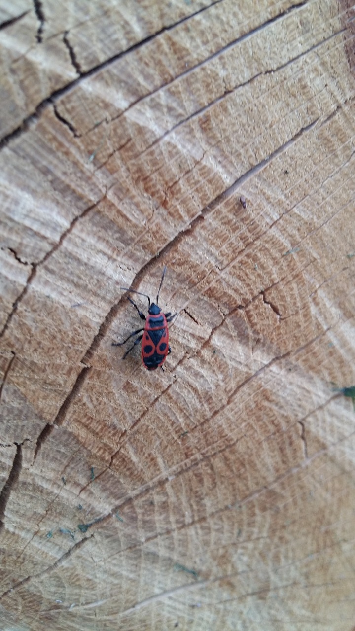 nature  wood  insect free photo
