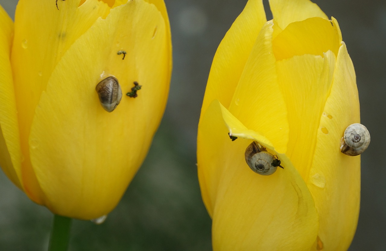 nature  tulip  snails free photo