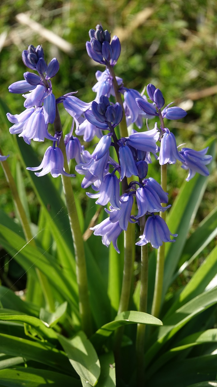 nature  flower  bells free photo