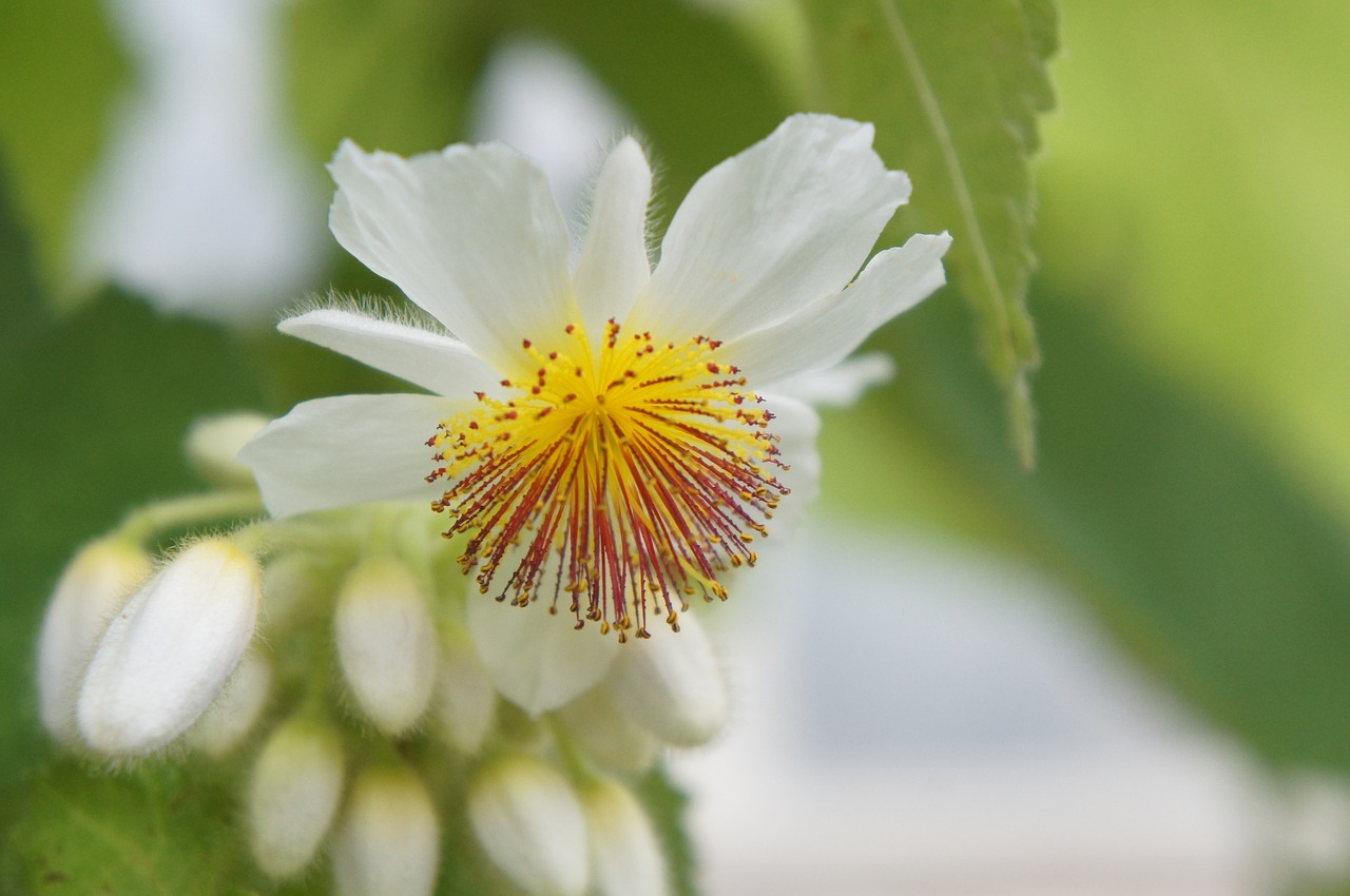 nature  plant  flower free photo