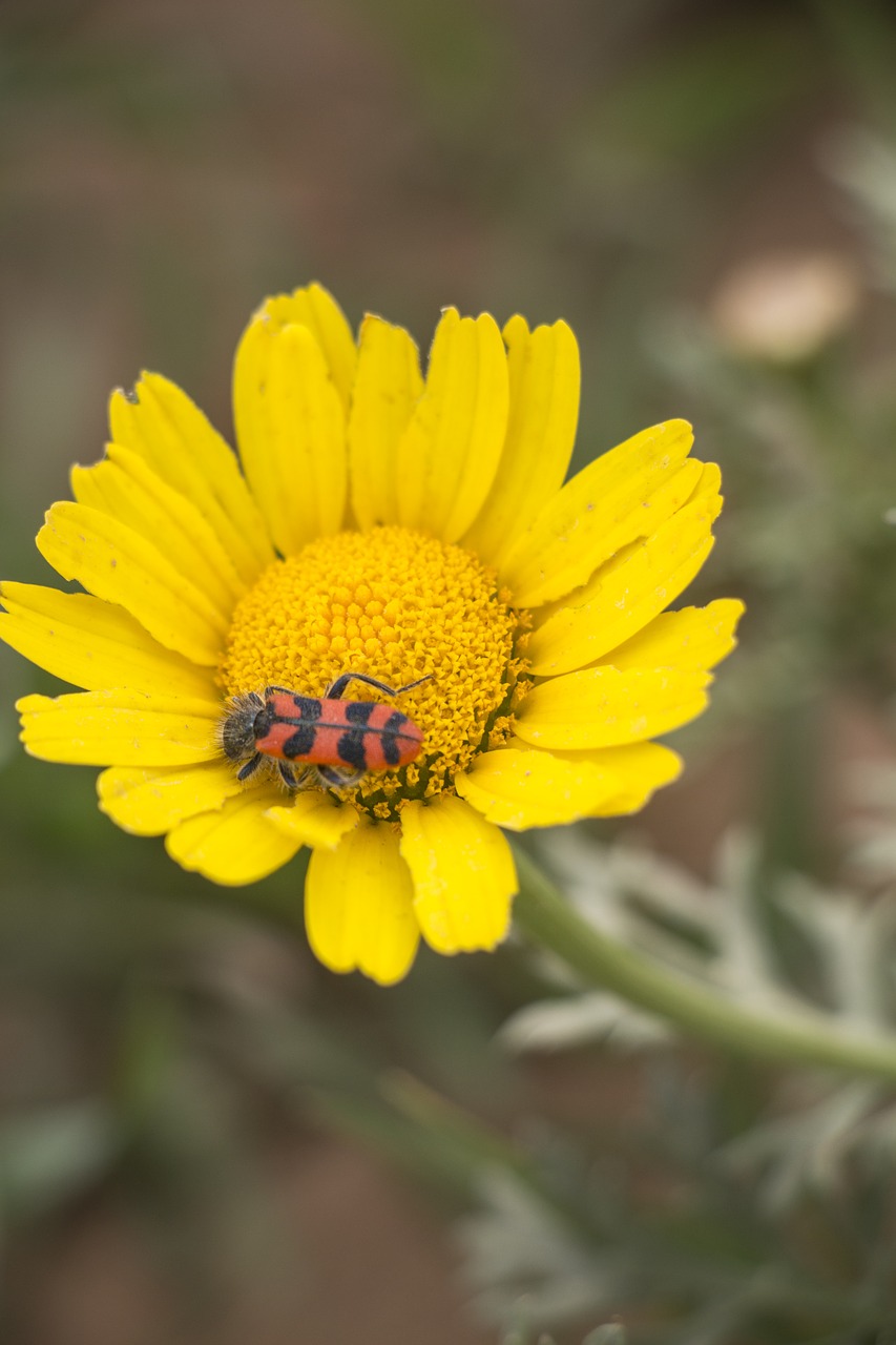 nature  flora  flower free photo