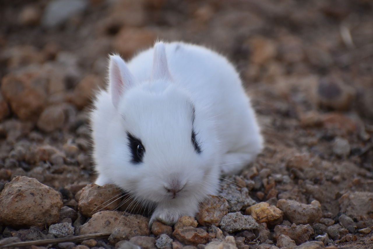 nature  little  cute free photo