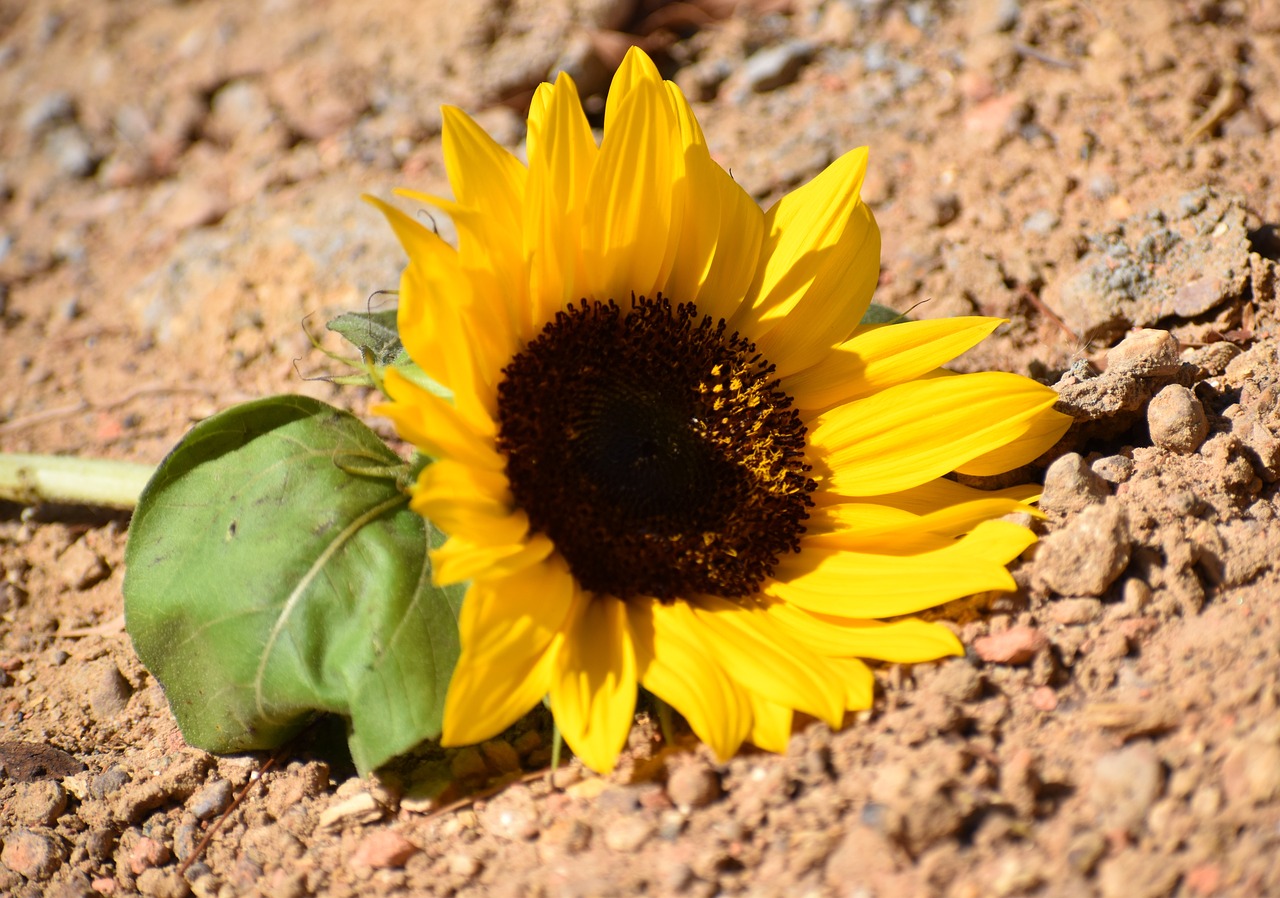 nature  flora  closeup free photo