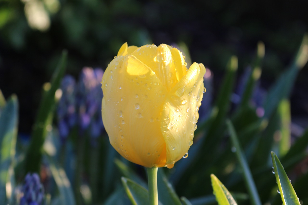 nature  flower  plant free photo