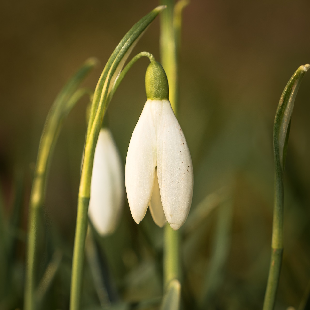 nature  flower  plant free photo