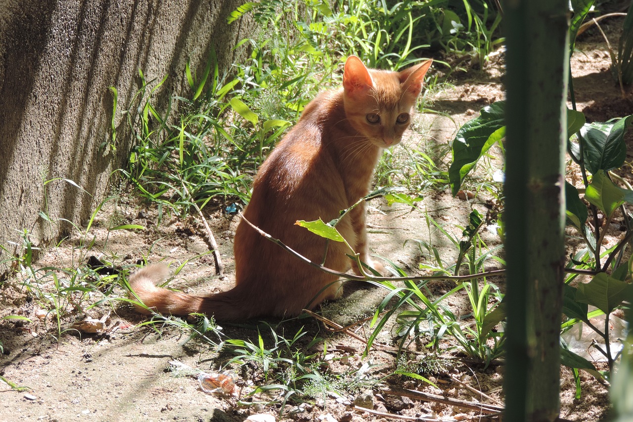 nature  wood  animalia free photo