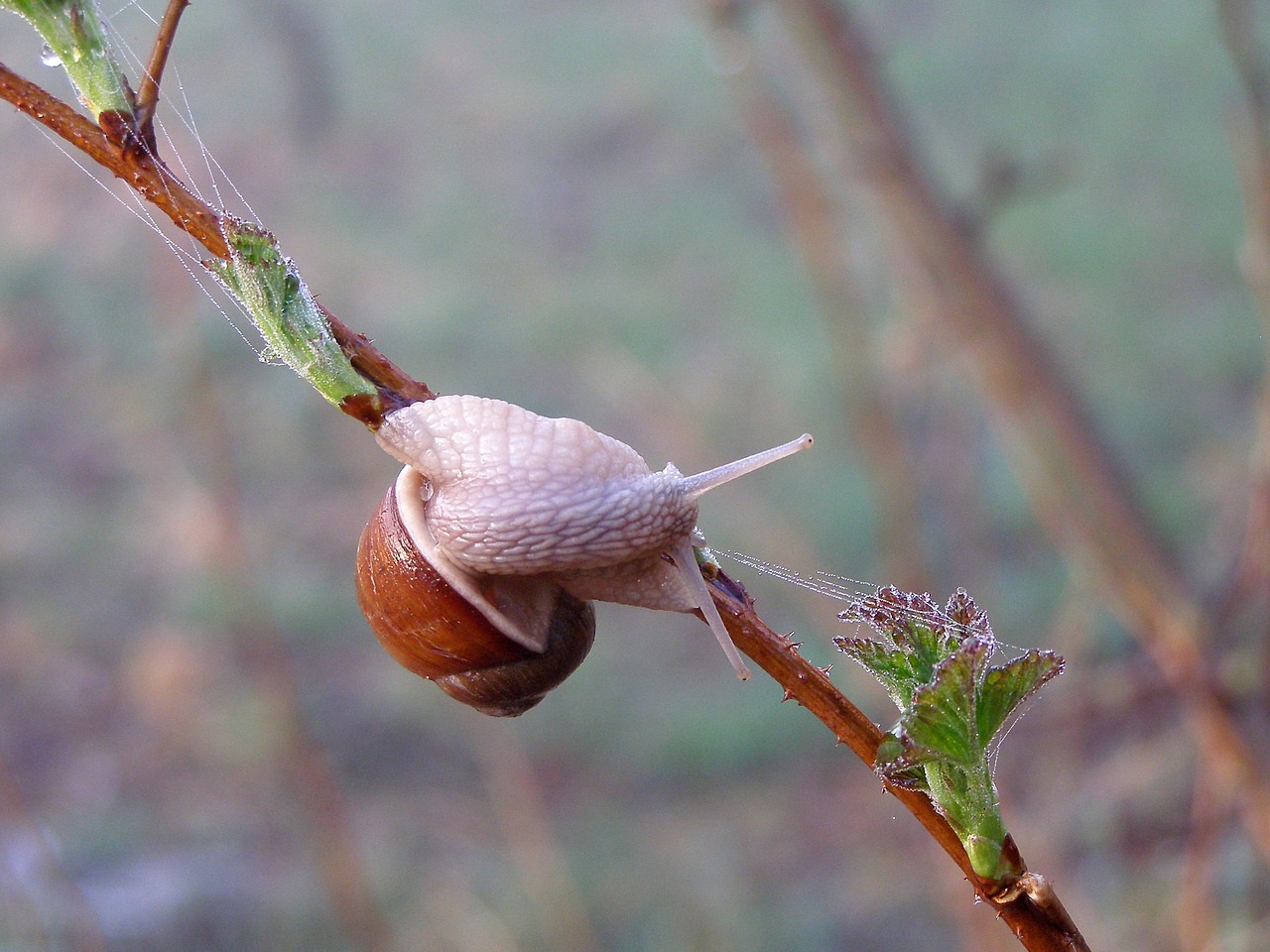 nature  garden  plant free photo