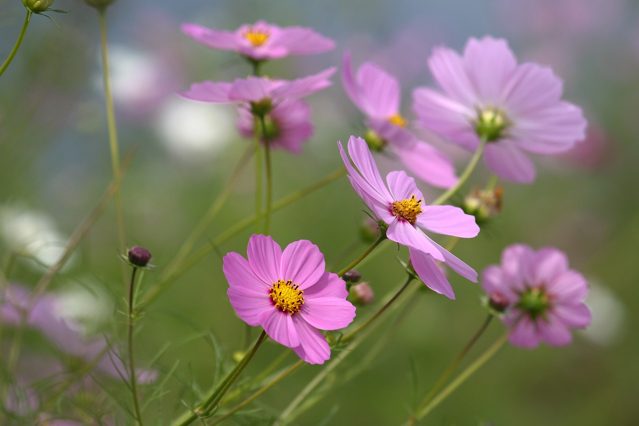 nature  flowers  plants free photo