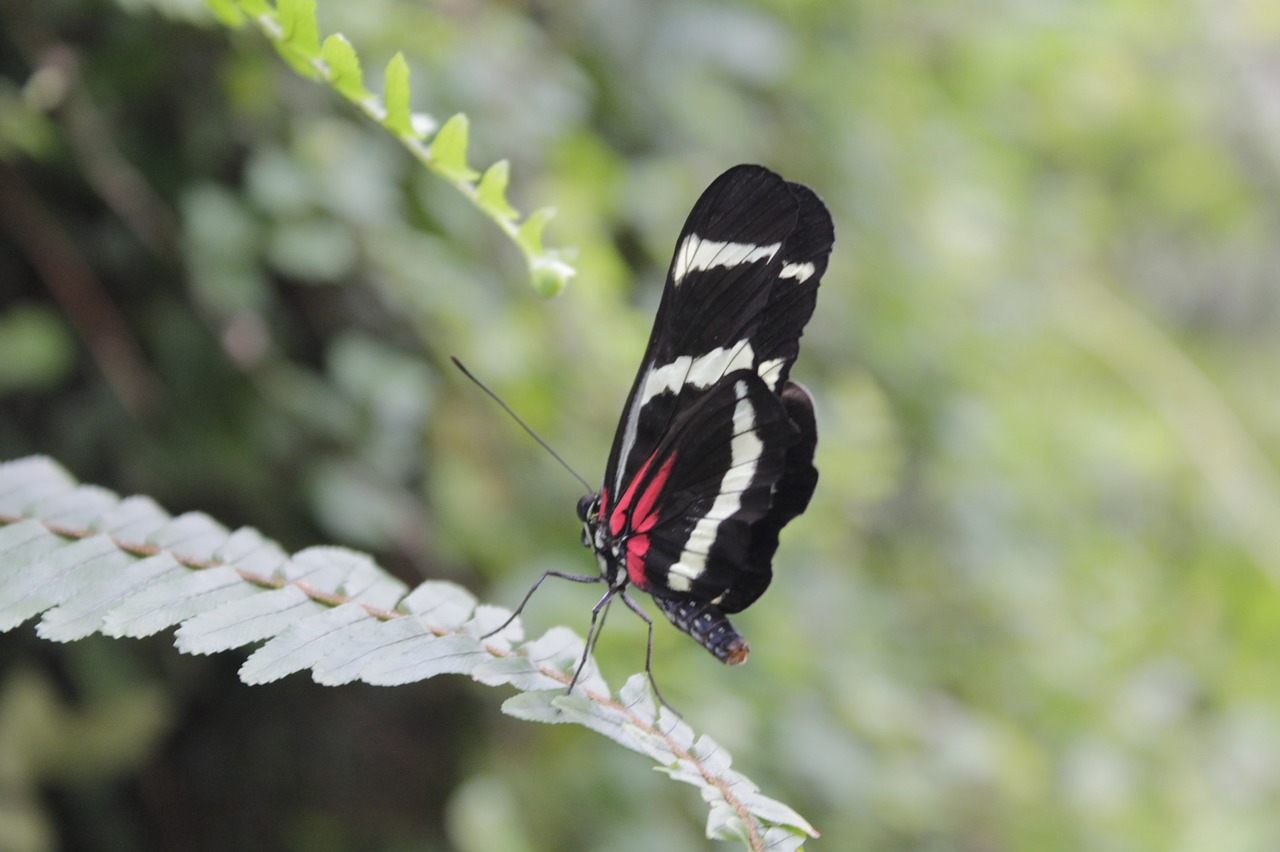 nature  insect  butterfly free photo