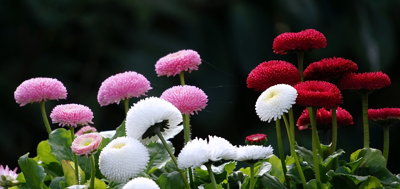 nature  flower  plant free photo