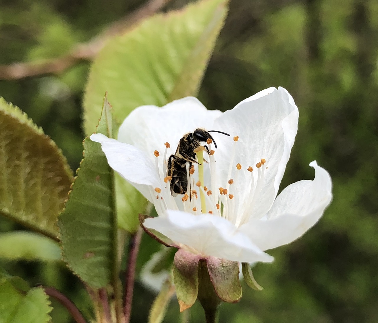 nature  insect  blossom free photo