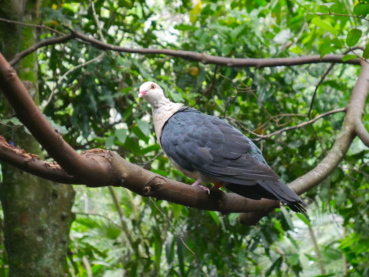 nature  tree  bird free photo