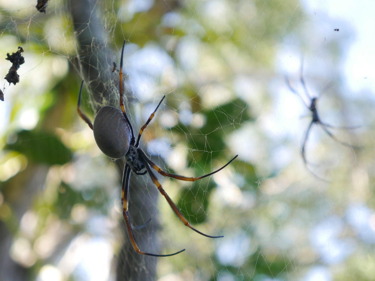 nature  outdoors  spider free photo