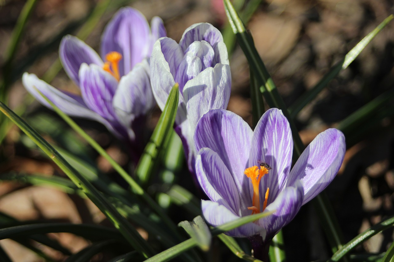 nature  flower  plant free photo