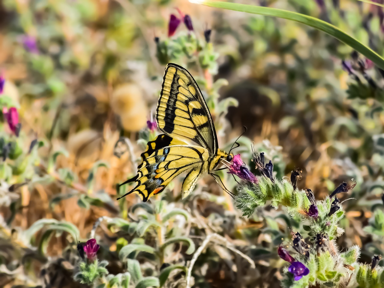 nature  butterfly  flower free photo