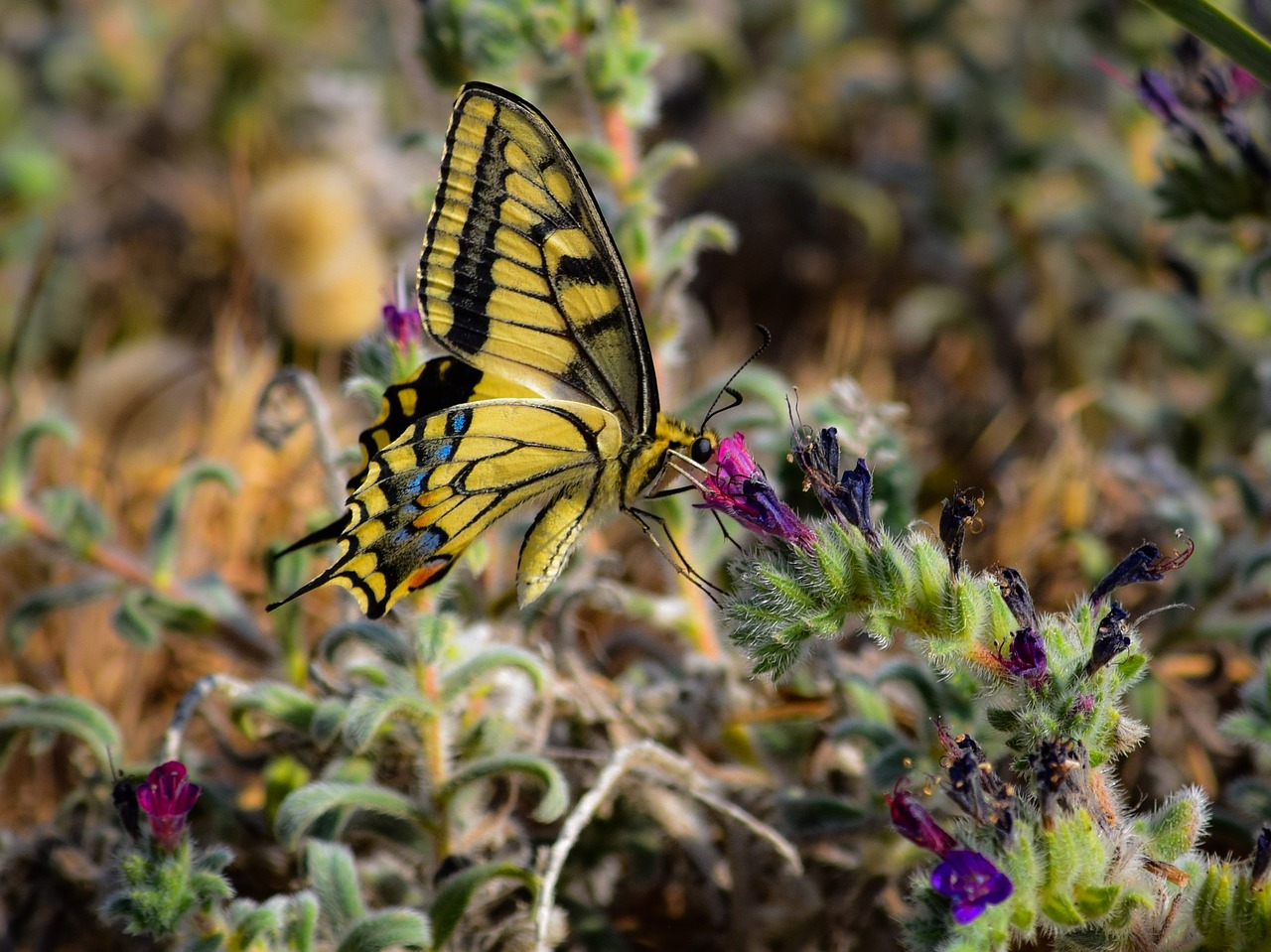 nature  butterfly  flower free photo