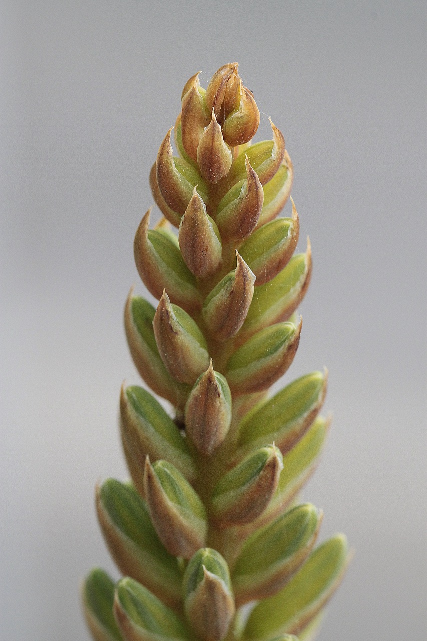 nature  plant  triticum free photo