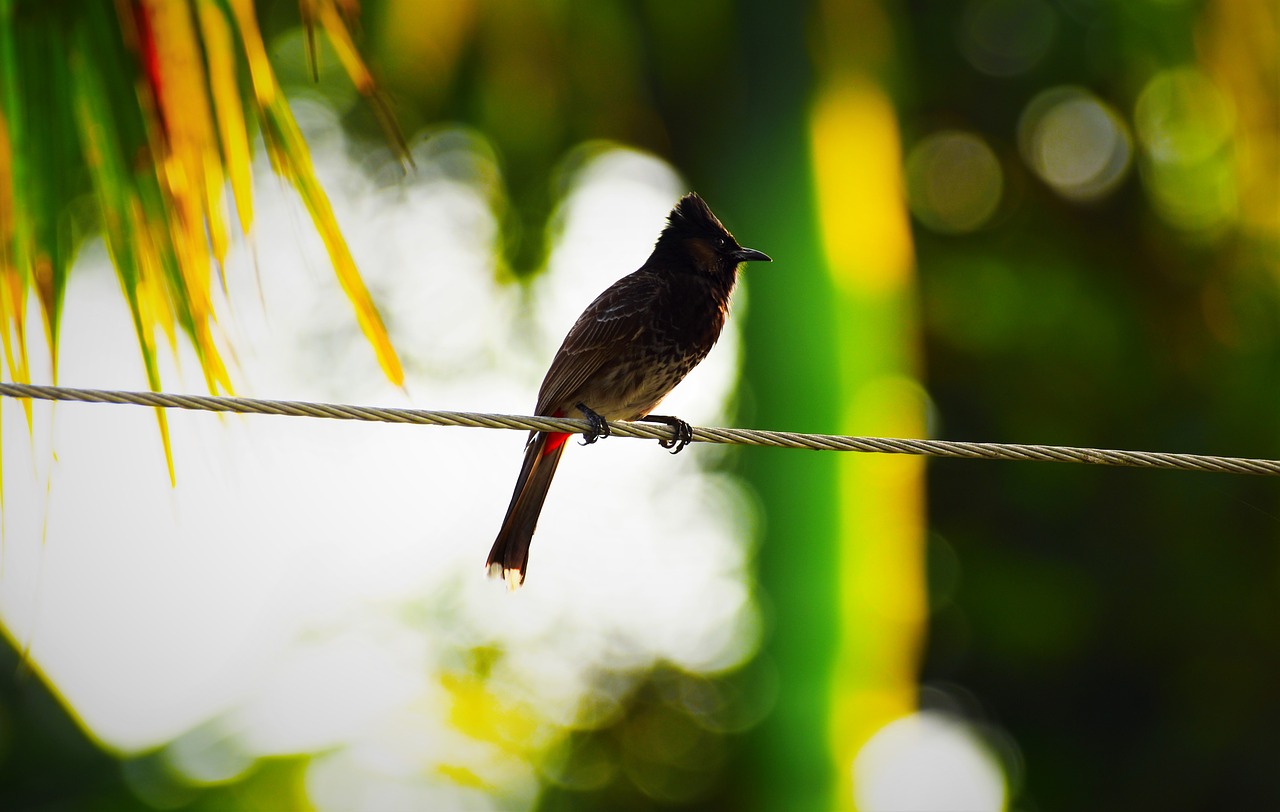 nature  bird  outdoors free photo