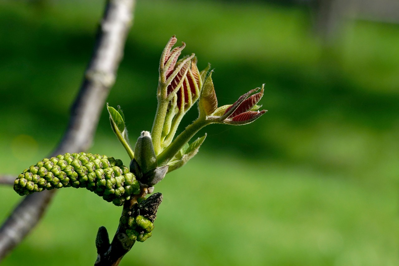 nature  leaf  walnut free photo