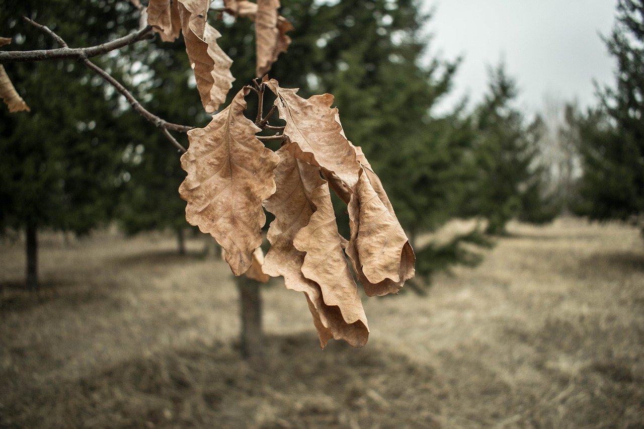 nature  tree  outdoors free photo