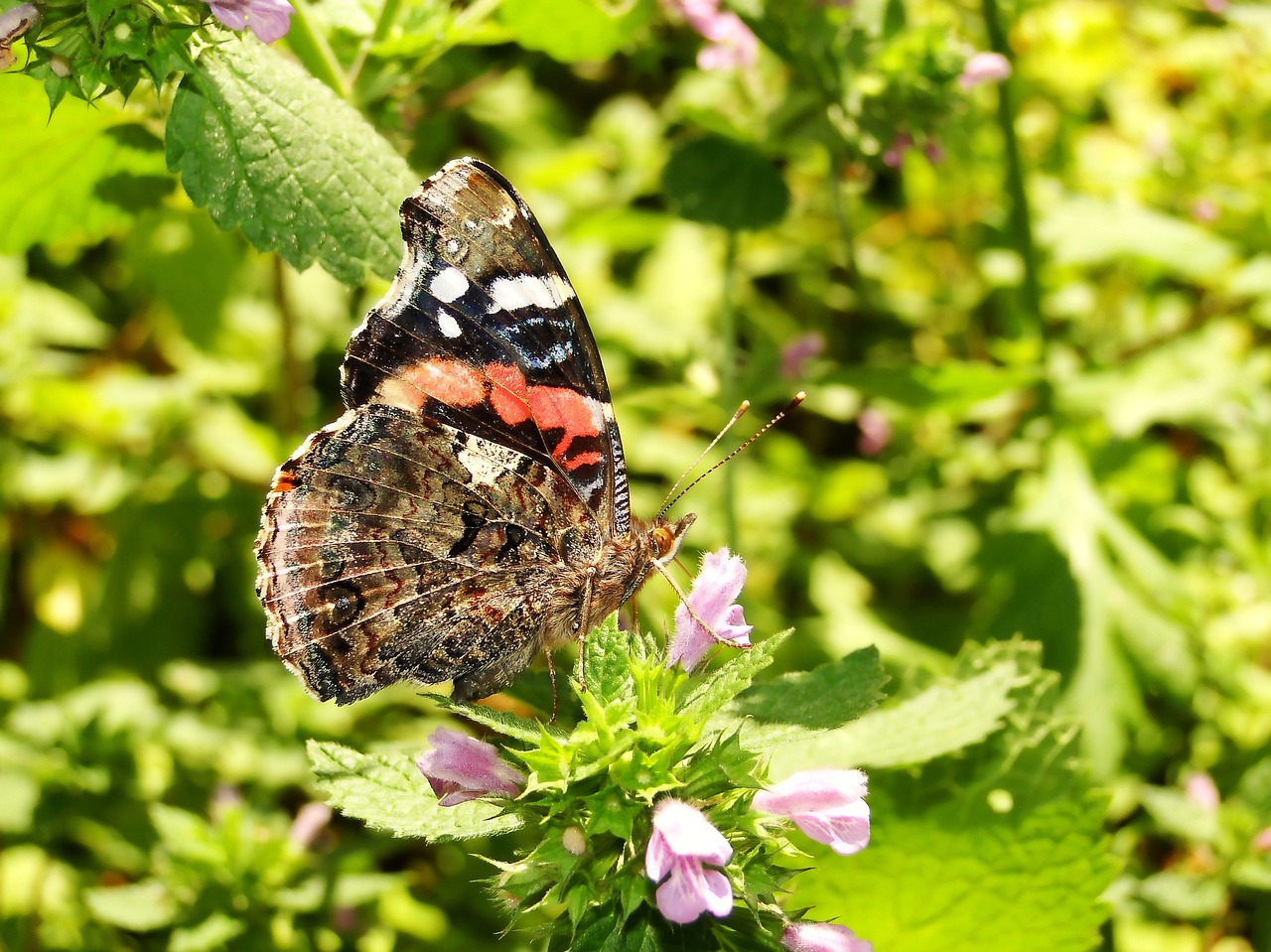 nature  at the court of  insect free photo