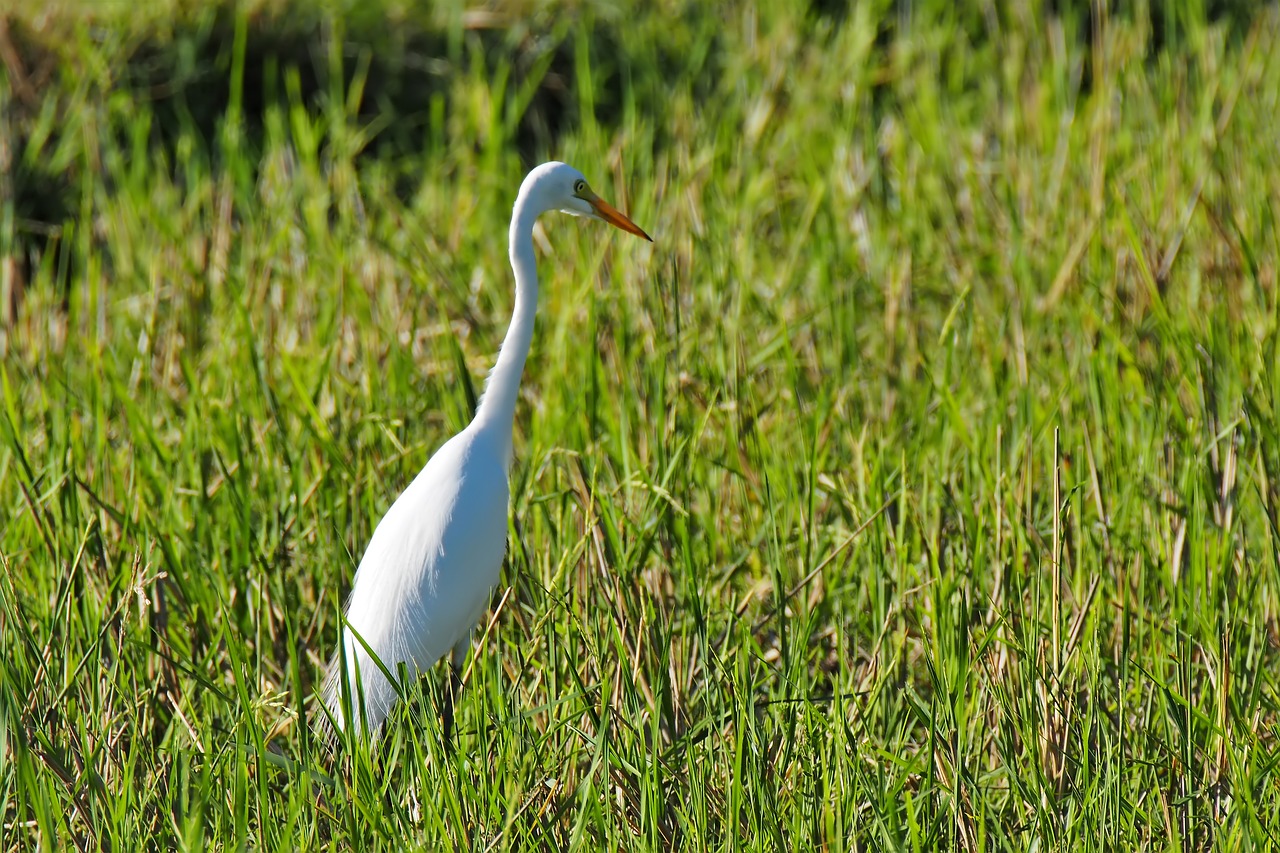 nature  outdoors  grass free photo