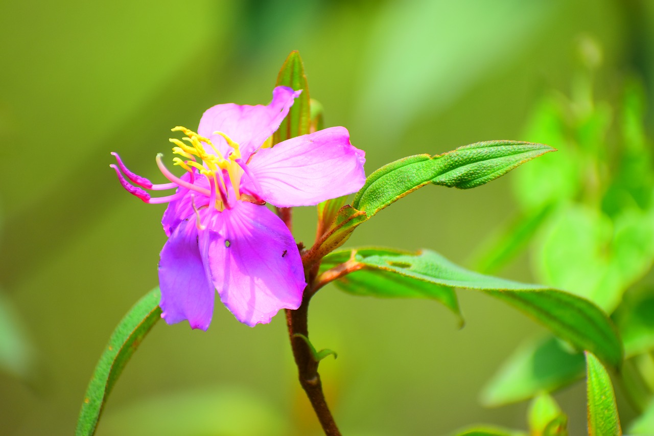 nature  flora  leaf free photo