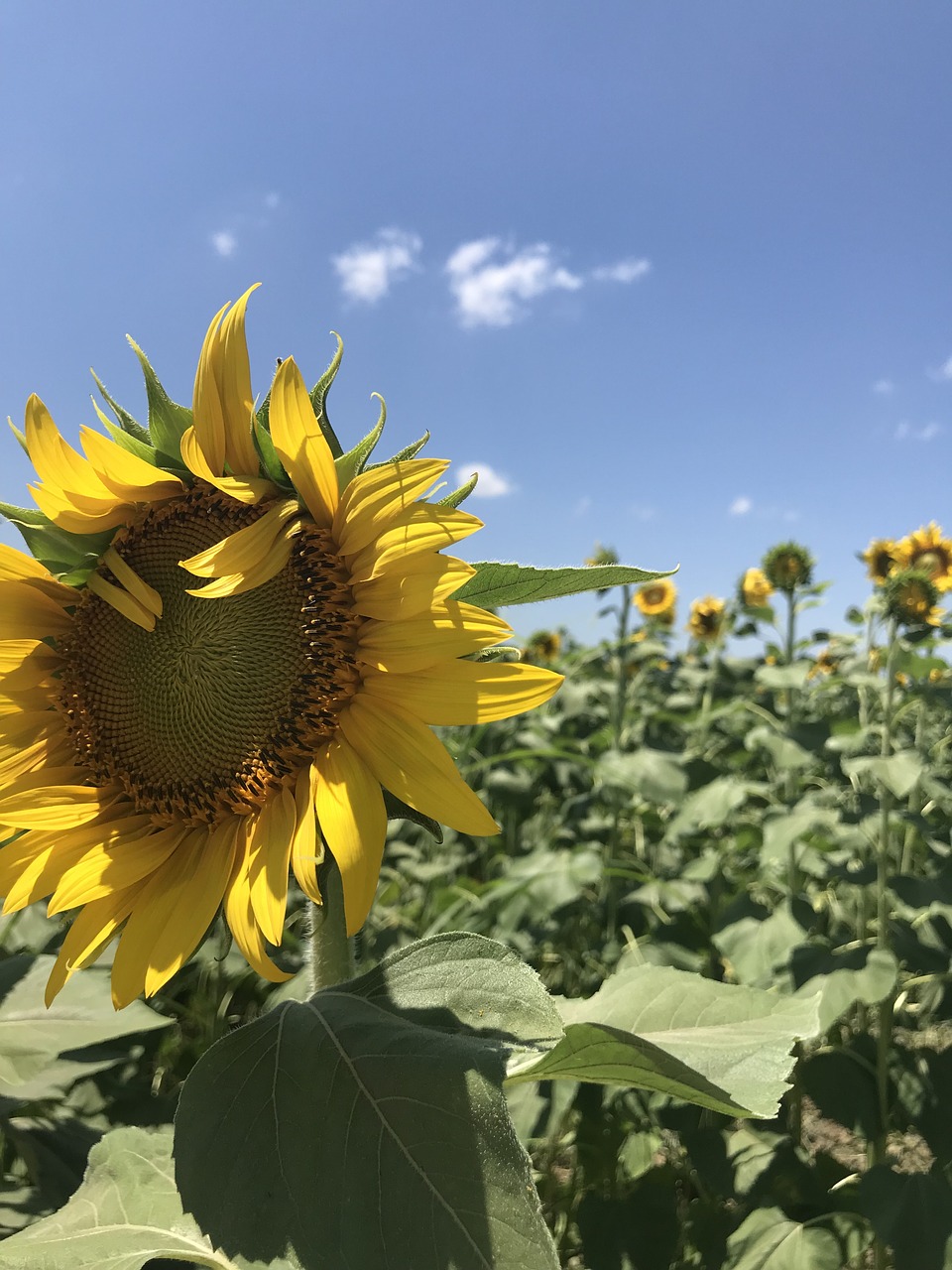 nature  sunflower  flora free photo