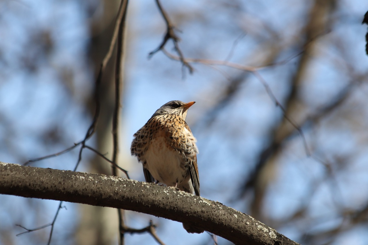 nature  bird  winter free photo