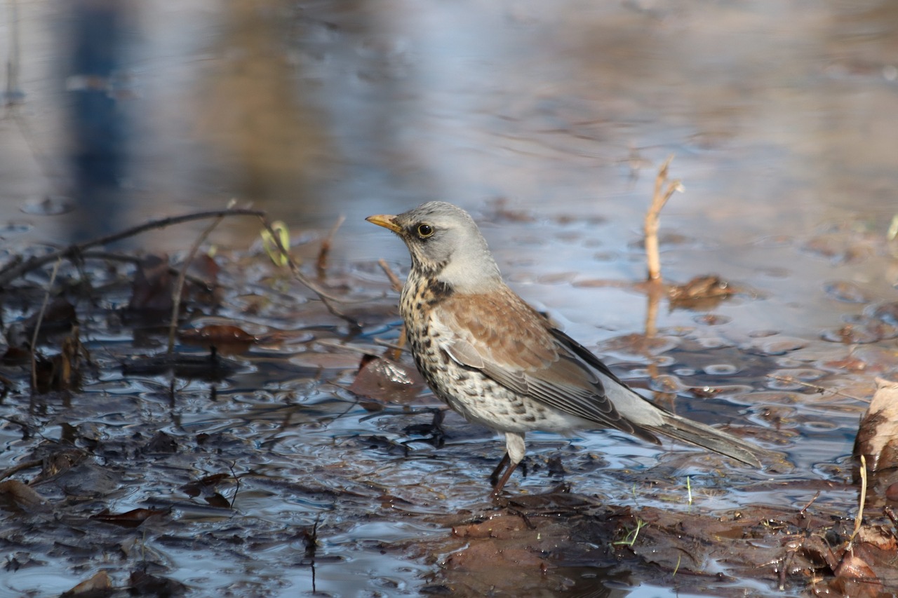 nature  living nature  bird free photo