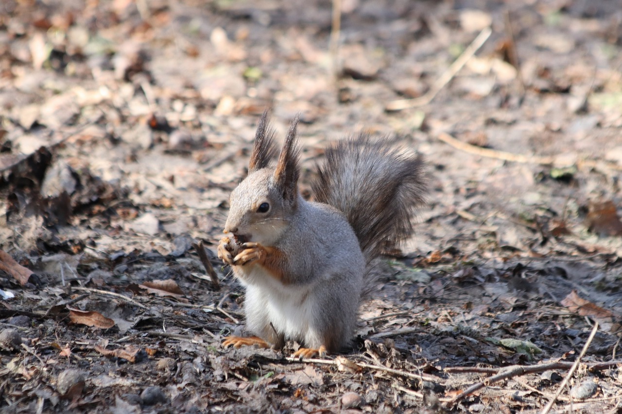 nature  cute  little free photo