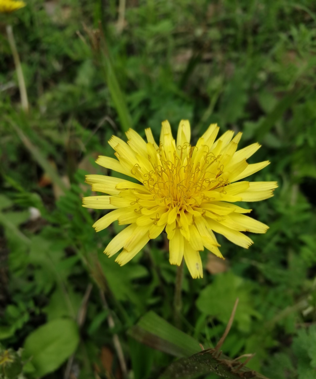 nature  summer  dandelion free photo