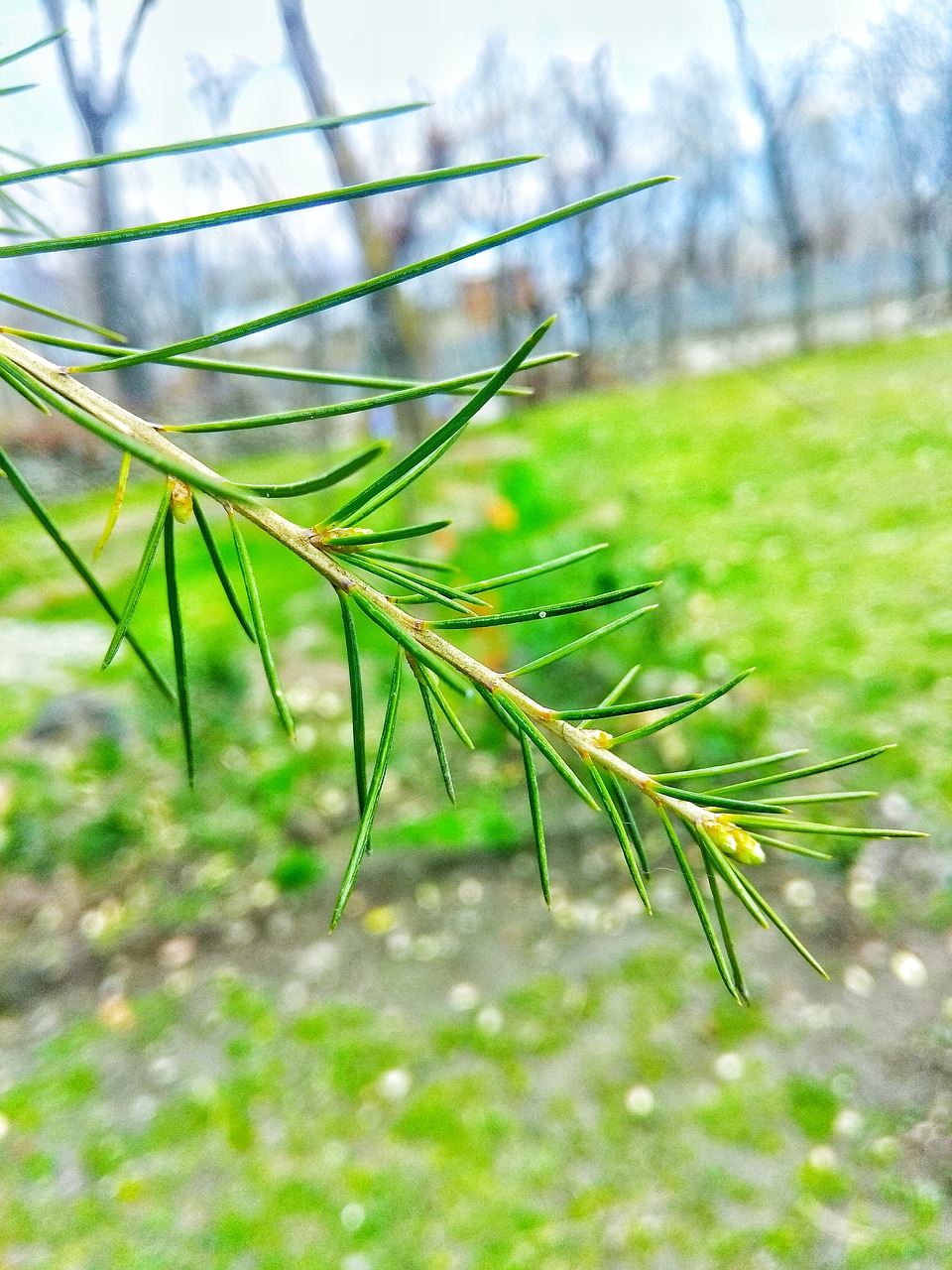 nature  leaf  flora free photo