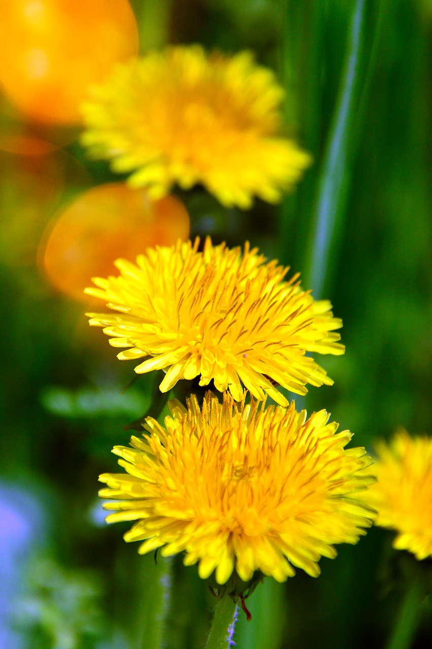 nature  flower  plant free photo