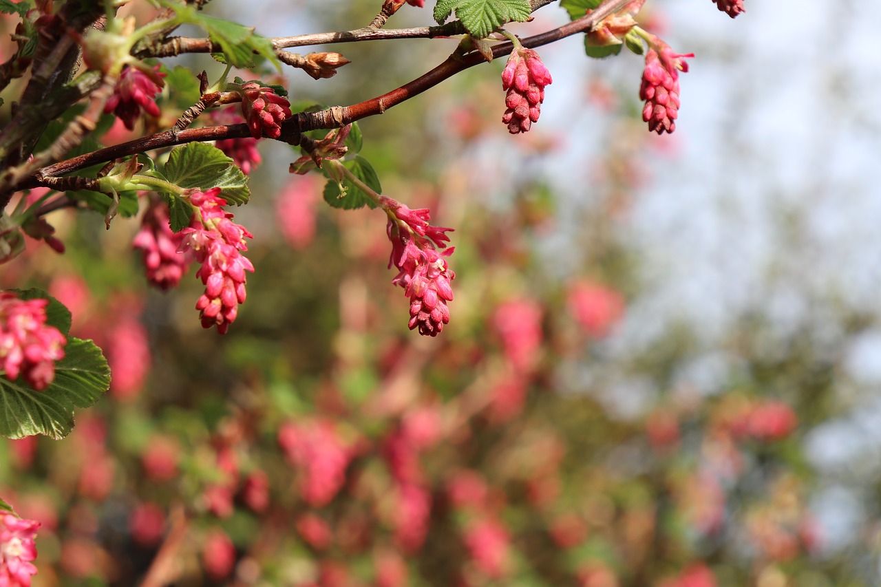 nature  branch  tree free photo