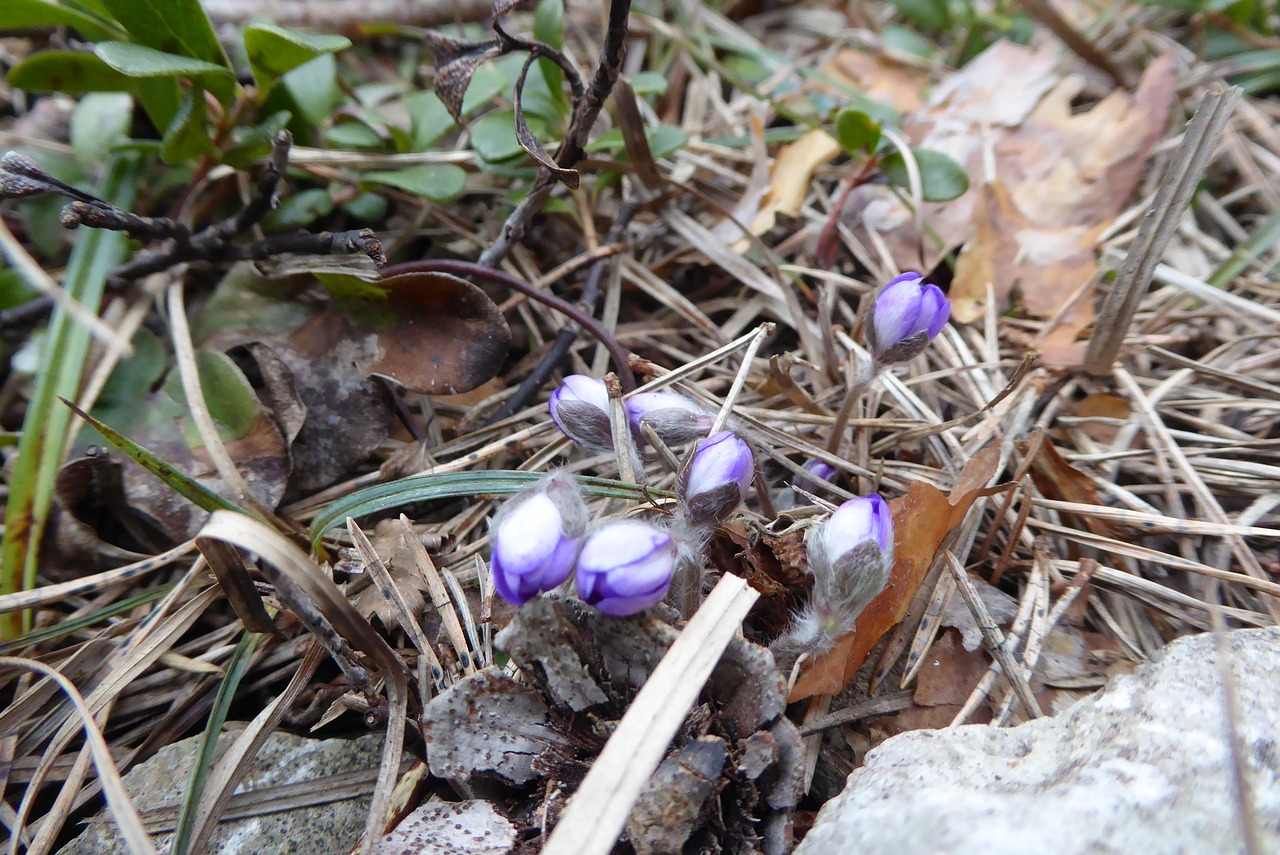 nature  plant  season free photo