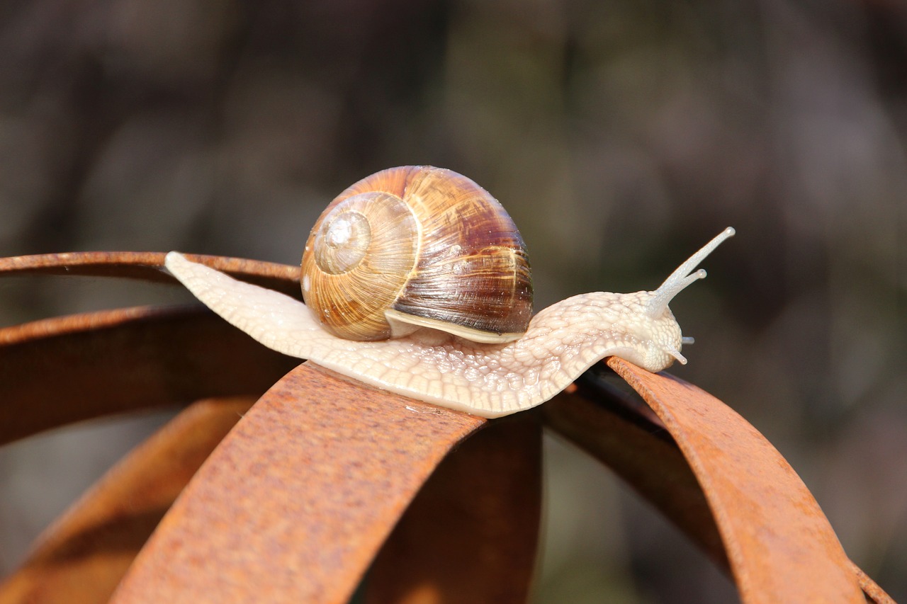 nature  evertebrat  snail free photo