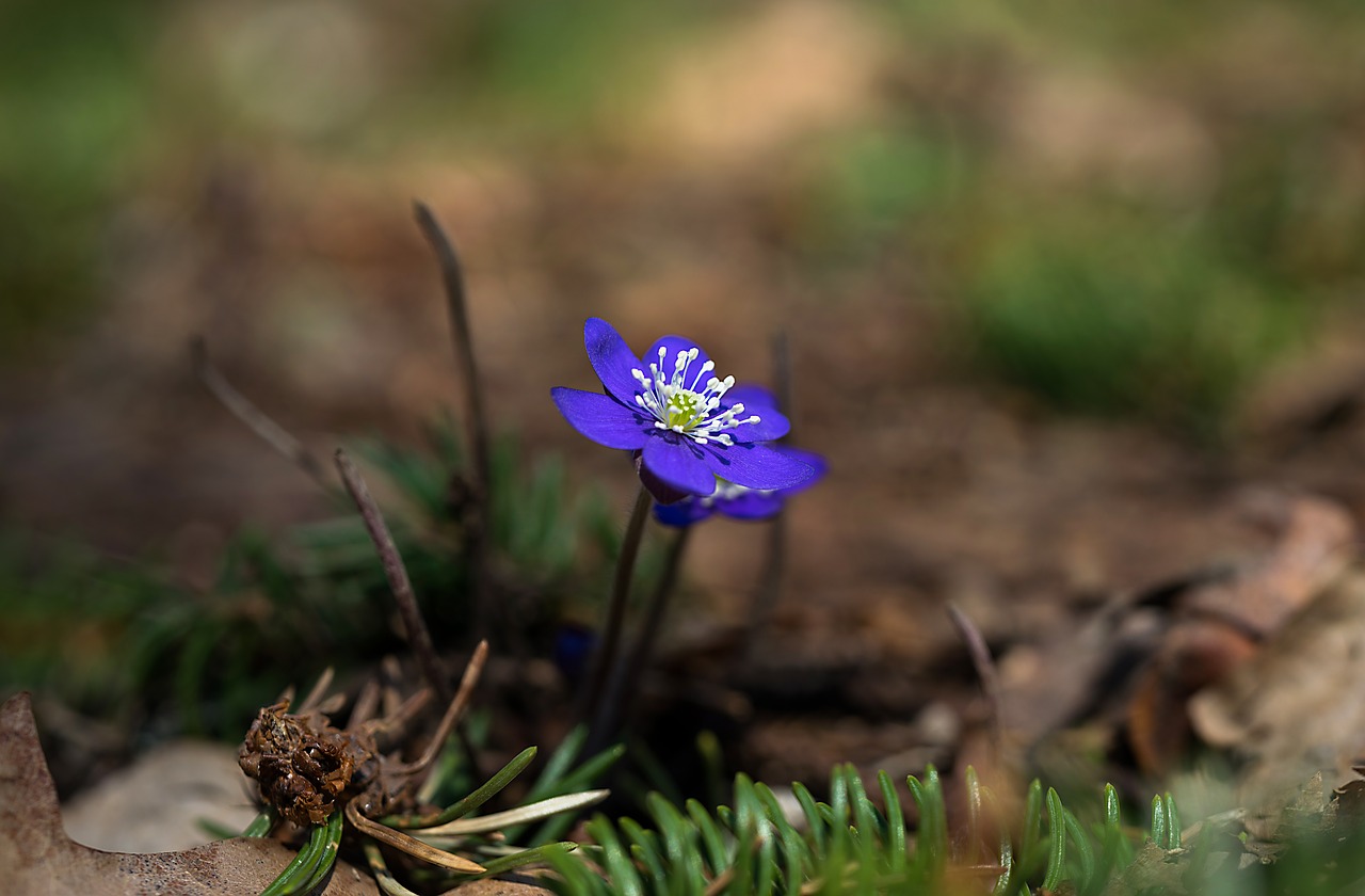 nature  outdoors  plant free photo