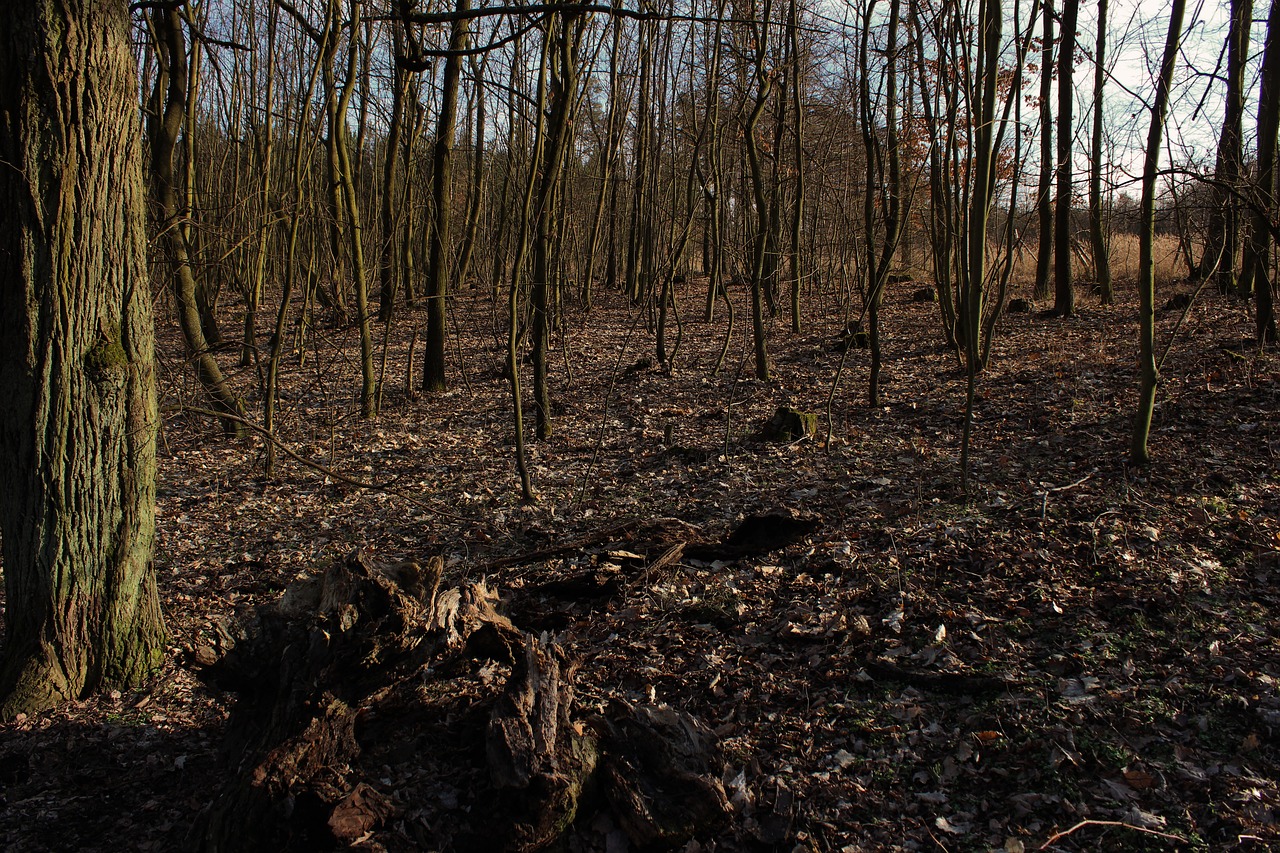 nature  forest  czech free photo